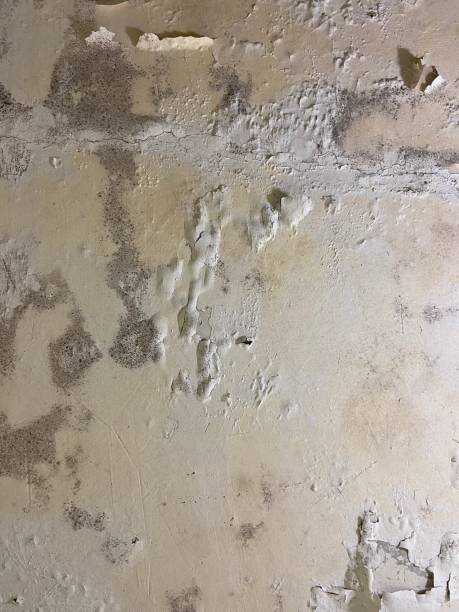 Crawl Space Mold Removal in River Road, OR